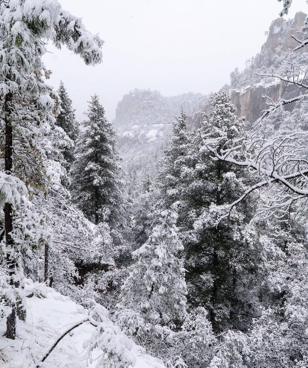 chihuahua en invierno, viajes, méxico