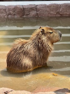 capibaras cdmx
