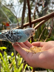 aviario nueva granja las américas