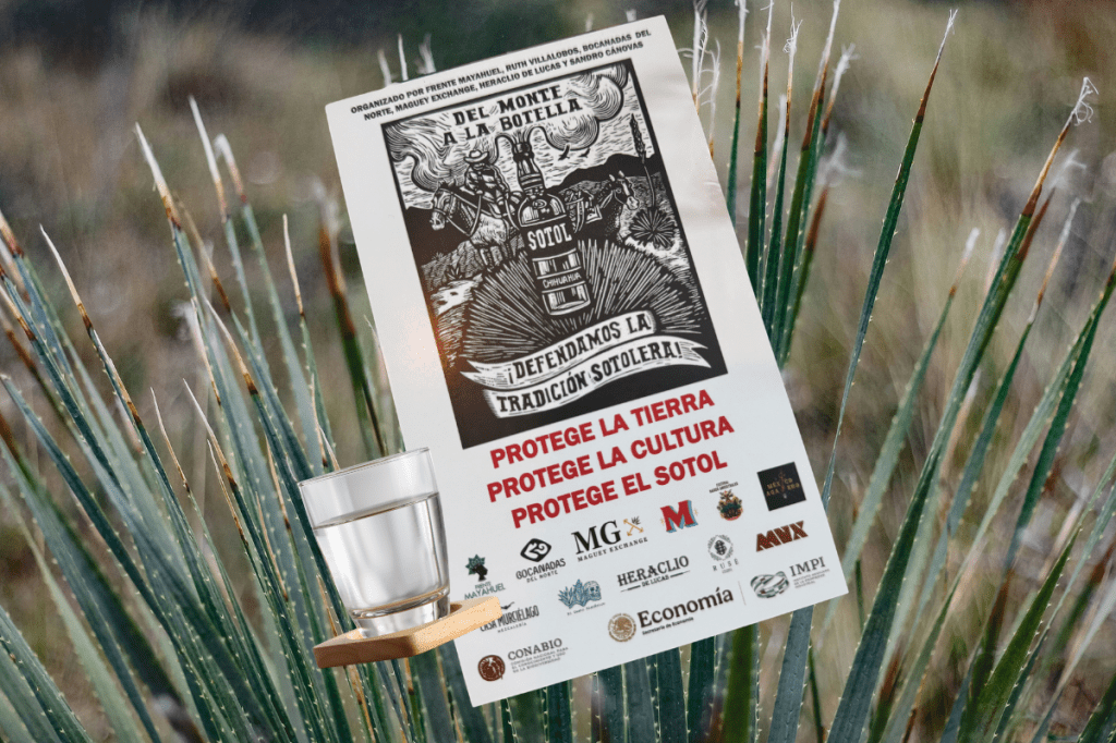 sotol, bebida mexicana destilada
